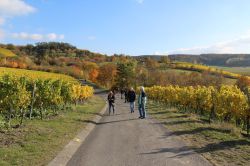 Weinfahrt-29.10.2016-41