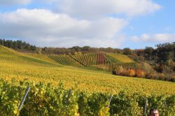 Weinfahrt-29.10.2016-43